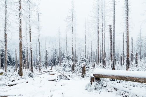 90377:Wald und Winter | 2016 by Olli Henze Facebook |...