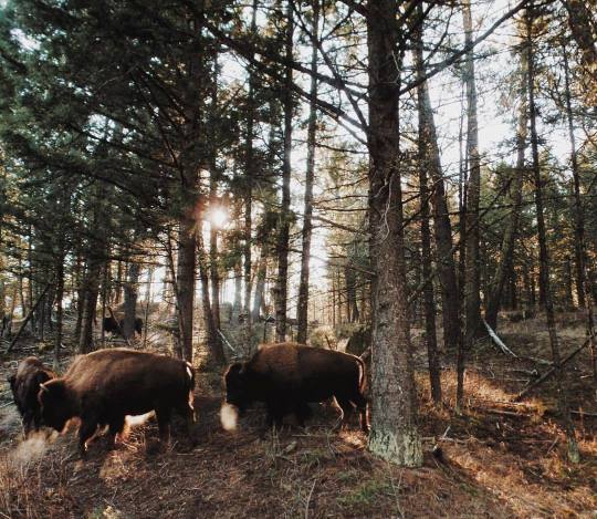 ↟ explore more pics by Woodland, wilderness and cabins right here ↟