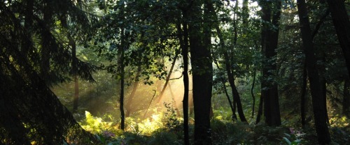 In the Shadow of the Forest