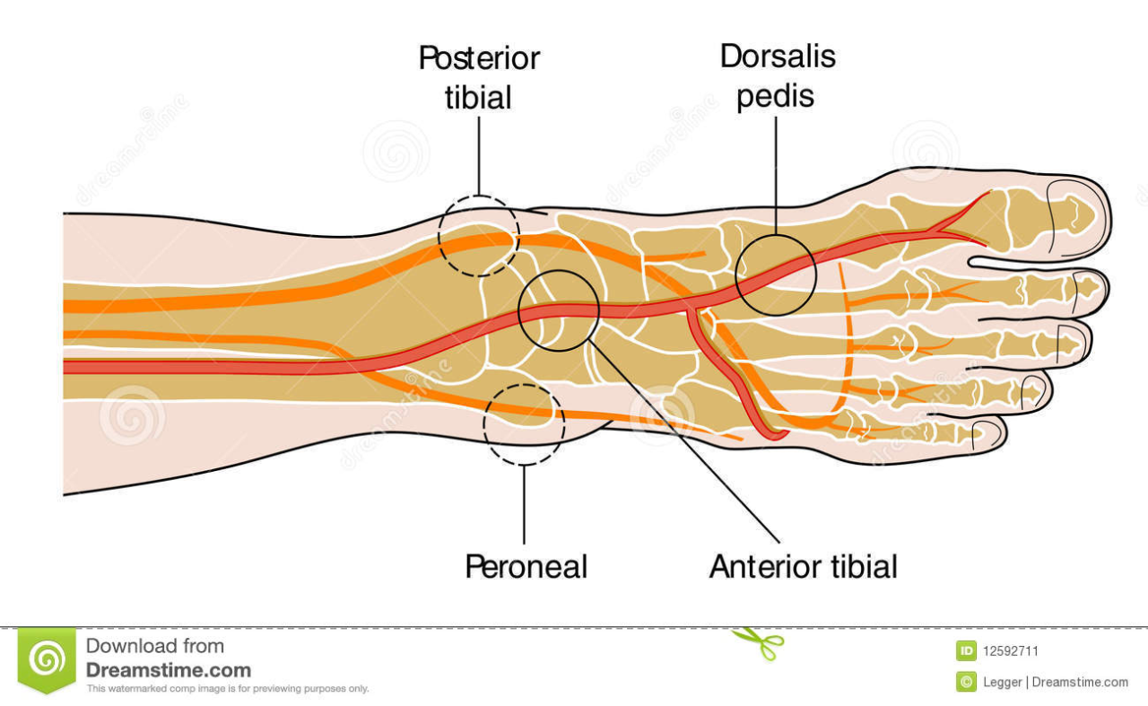 posterior tibial pulse