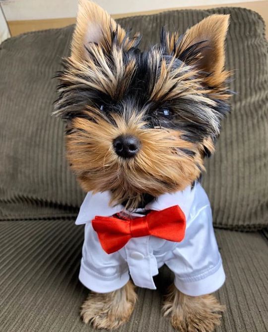 Yorkie On Tumblr