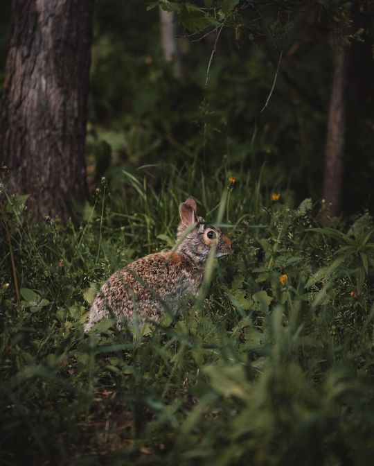 One of the many friends I’ve found around our acreage. 🐰 @tylorreimer on Instagram
