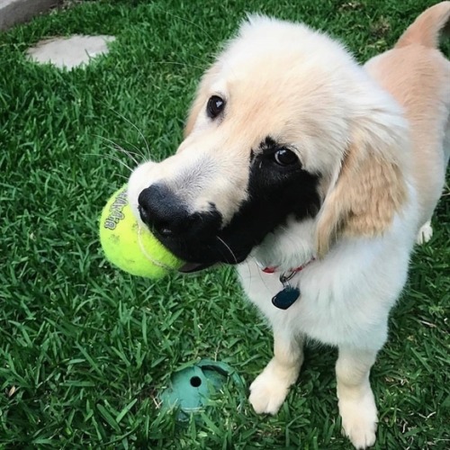 allcutedog