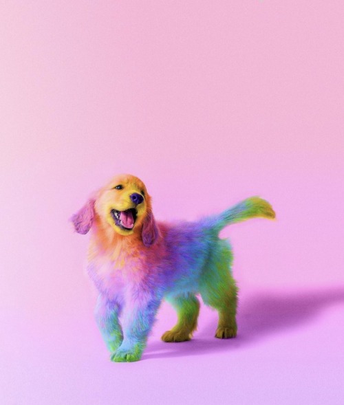 crossconnectmag:Photo based digital colored animals by Space...