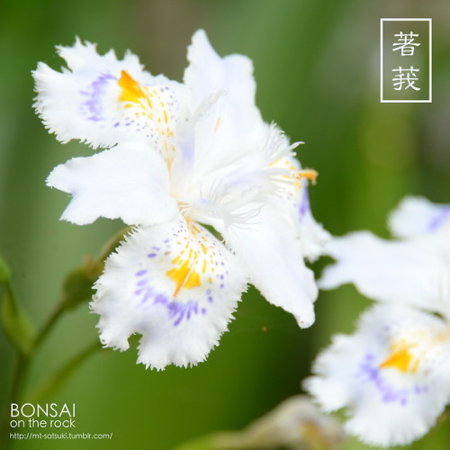 シャガ（射干、著莪）SHAGA, Iris japonica (fringed iris, butterfly...