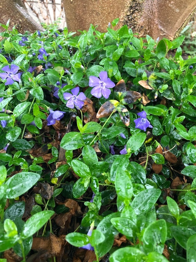 Vinca major or V. minor Common Names Vinca,...