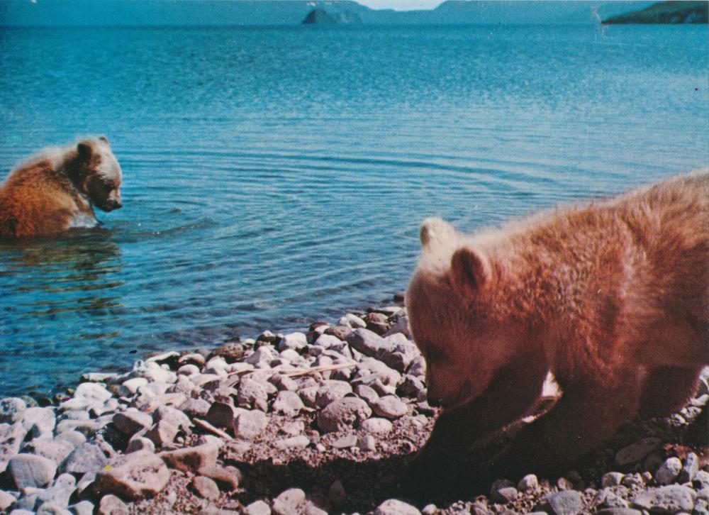 Baby bears in Primorye (Far East Russia), postcard from 1980