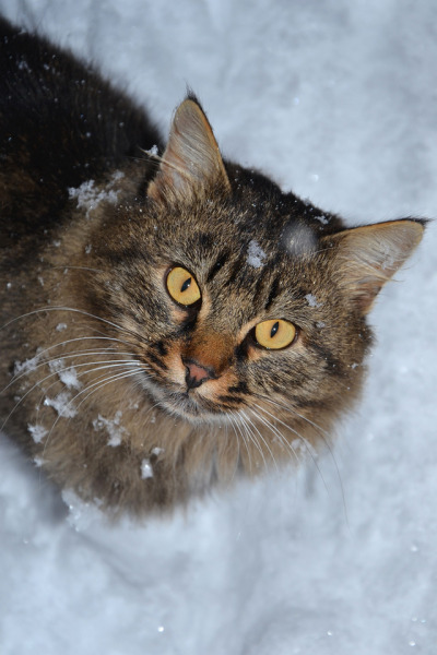 Chat Dans La Neige Tumblr