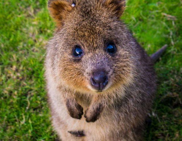 quokka on Tumblr