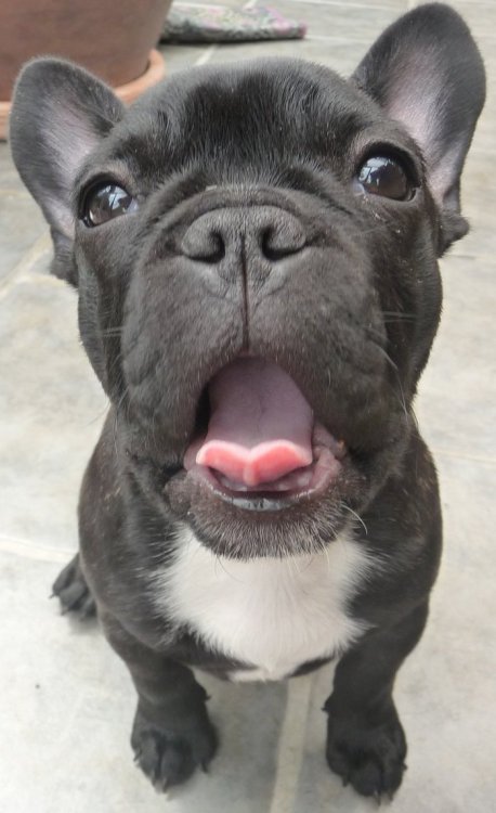 french bulldog puppy on Tumblr