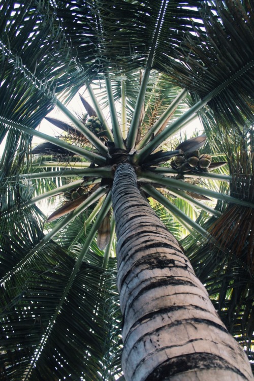 sandylamu:Coconut tree, Lamu Island