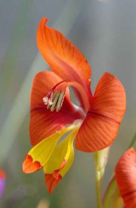 me-lapislazuli:Gladiolus alatus. A South African species of...