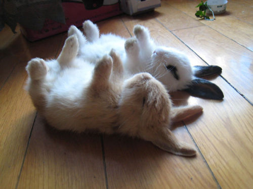 winters-beauty:lolawashere:awesome-picz:The Cutest Bunnies...