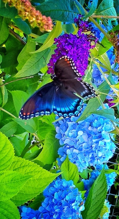 shelovesplants:The color blue in a butterfly is believed to...