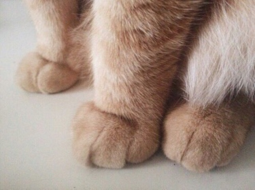 kitty
