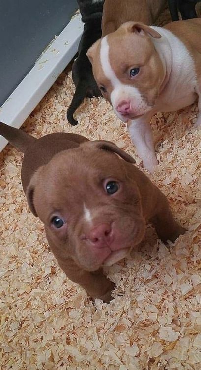 Baby pits ❤️