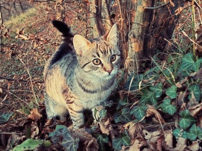 Tumblr noir fille chatte