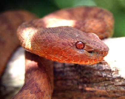 exotic-venom:(Trimeresurus flavomaculatus halieus) Not...