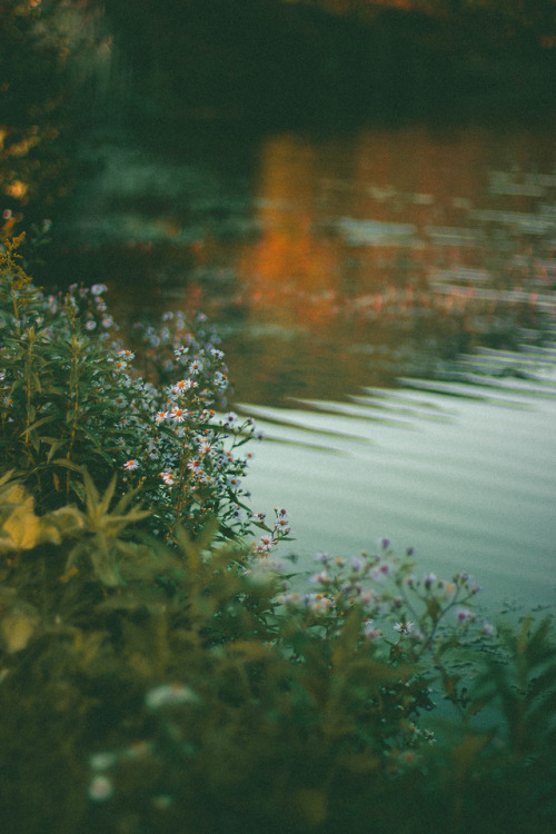 rabbitinthemeadow:On dreams I’m moving through heavy water...