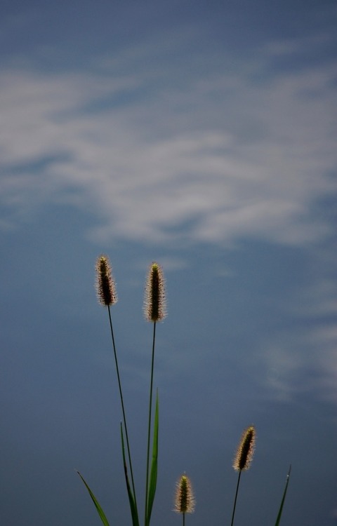 Sunbathers