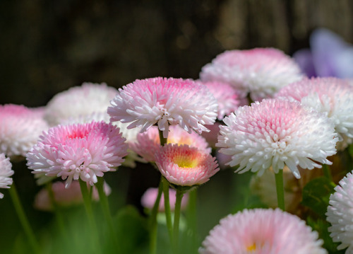 pink springtime photographers on tumblr spring zipzilla