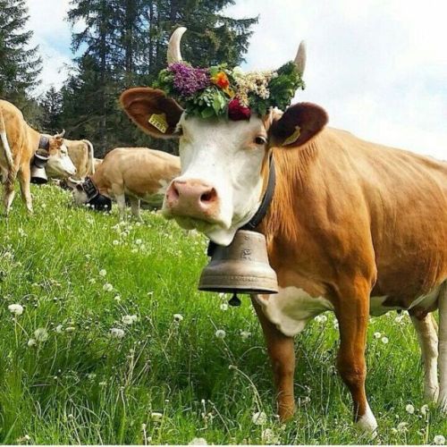 ainawgsd:Cows with Flower Crowns