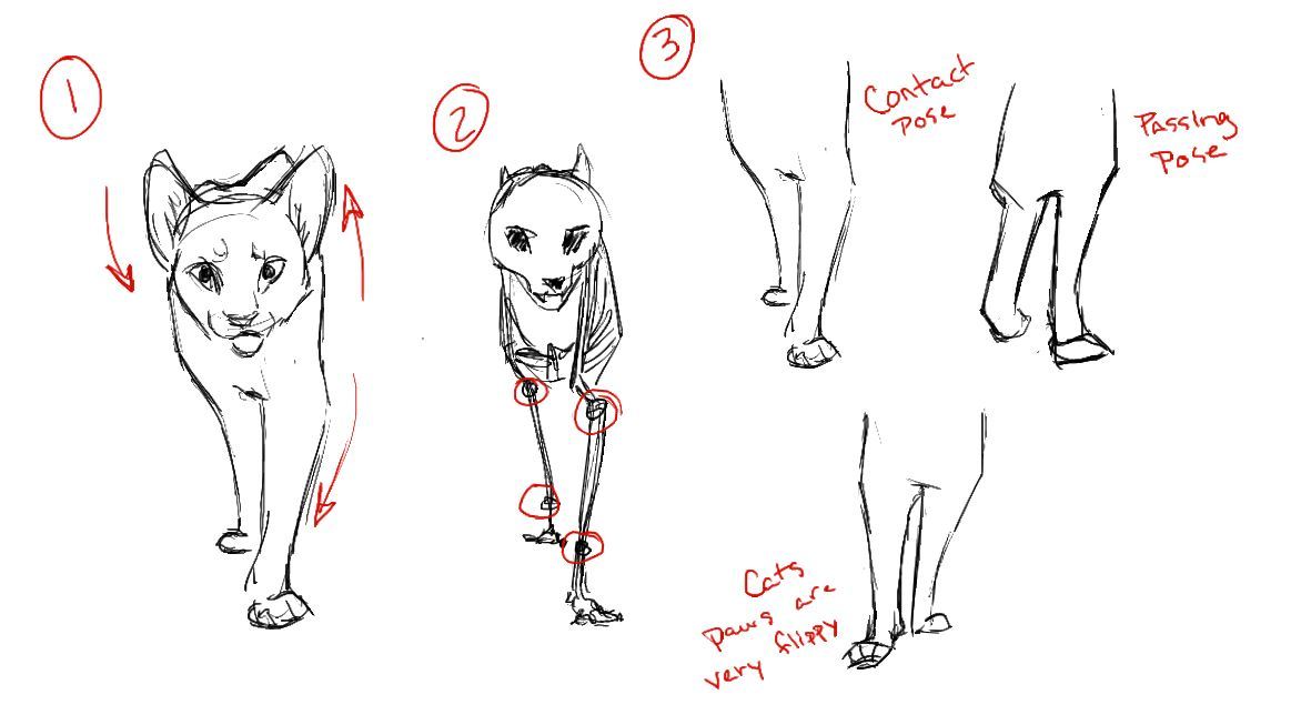 Animal Sketch How To Draw A Walking Cat 