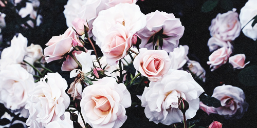 headers flowers on Tumblr