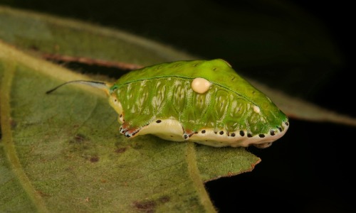 sinobug