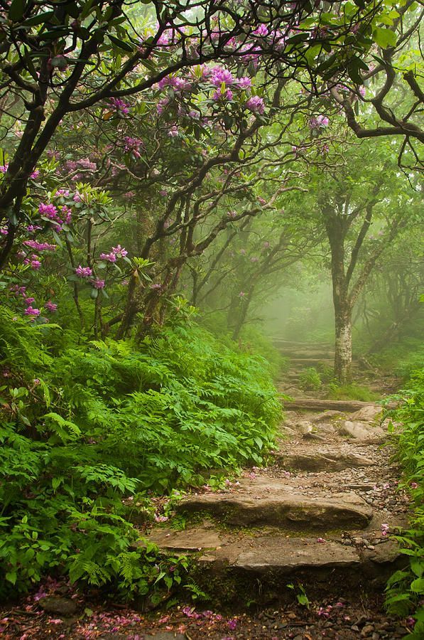 Great Smoky Mountains - Craggy Steps by Joye Ardyn Durham