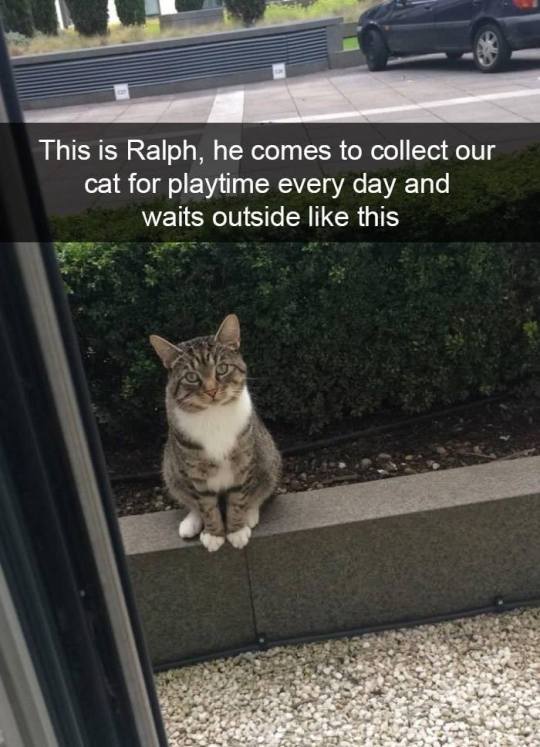 Snapcats