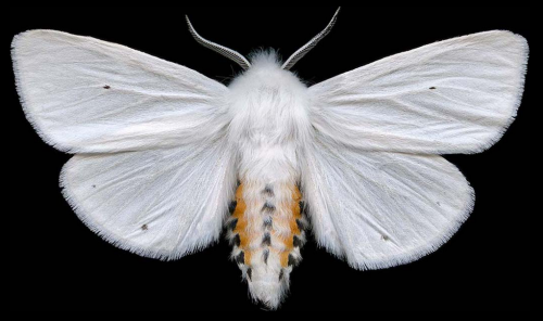 ex0skeletal:Winged Tapestries: Moths at Large, a special...