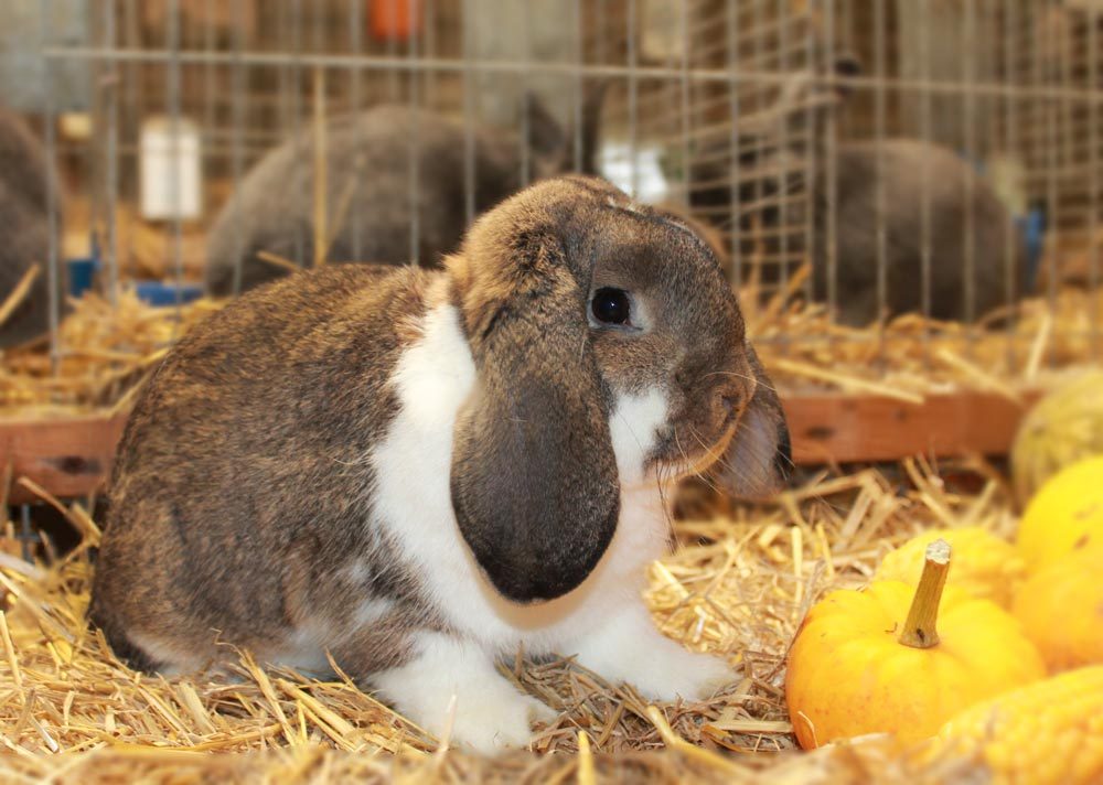 Don't Get Bit — As the name suggests, the German Lop rabbit is a...