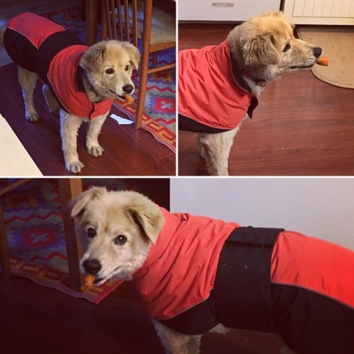 Baby Boo Boo Bear has his thundershirt and his bone. He’s...