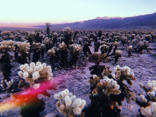 leahberman:joshua tree national park + HUJI appinstagram