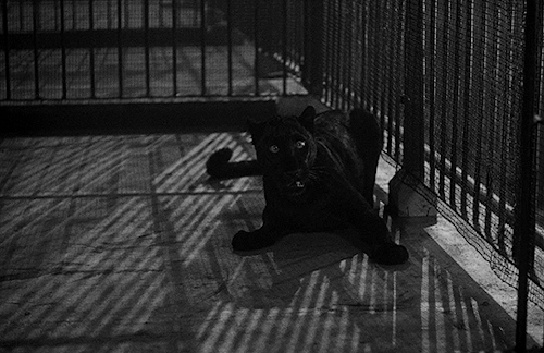 filmgifs