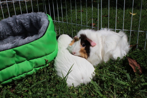 Short Haired Guinea Pig Tumblr