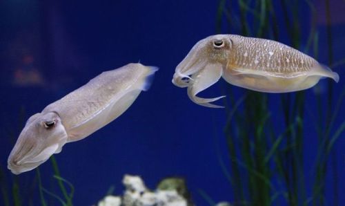 tsunamisamm:some of my favorite images of the cuttlefish