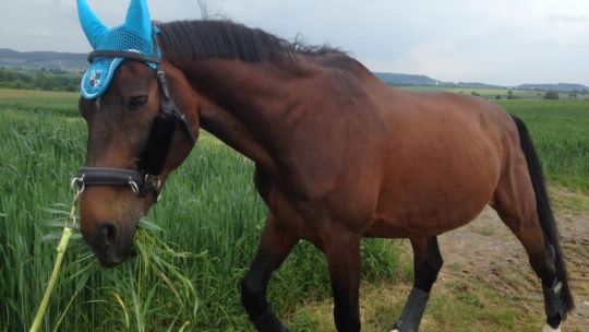 CAV Rassen die Leser reiten Leserfotos Martina Beer