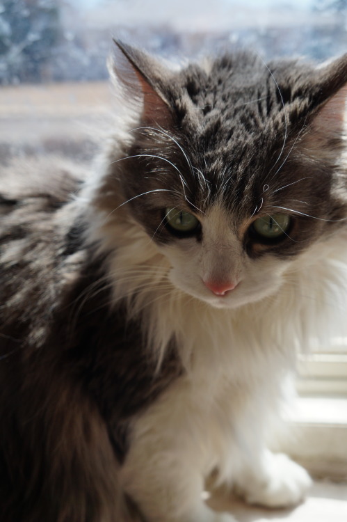 sw-photoalbum:Blanka, my friend’s cat. She’s a rescue, and...