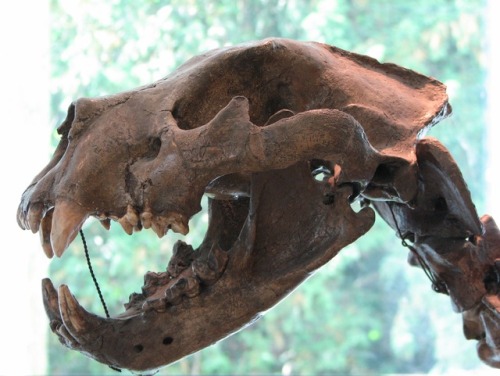 dinodorks:Panthera leo spelaea (European cave lion) skull.