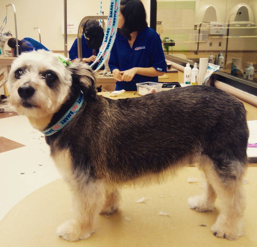 teddy bear cut mini schnauzer