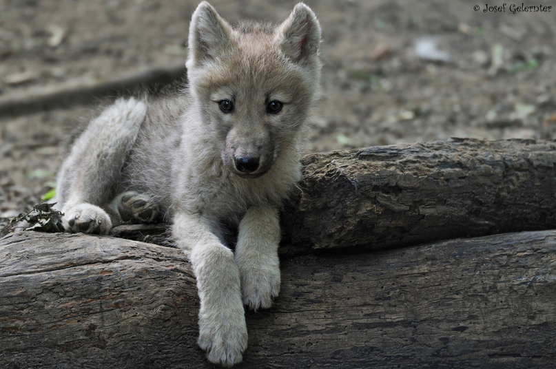 arctic wolf pup