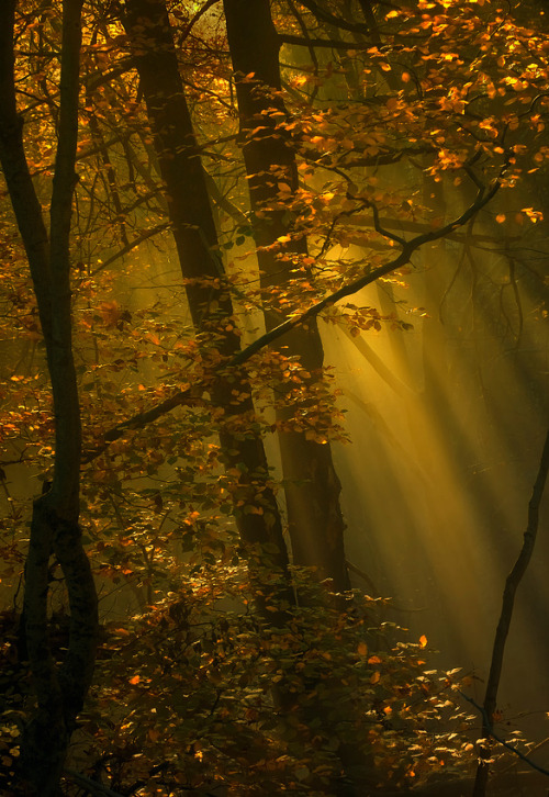 gkar56:djferreira224:“October Light” ~ by Norbert...