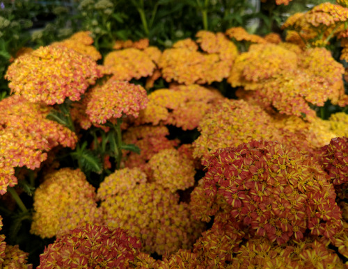 regnum-plantae:Achillea millefolium ‘Desert Eve Terracotta’,...