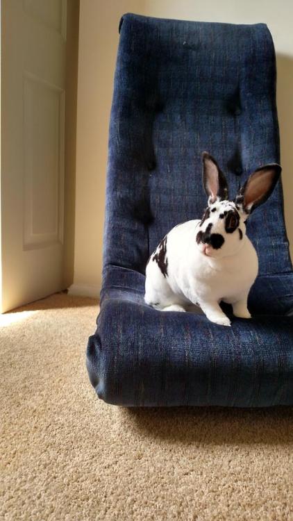 bunsxbunsxbuns:Are you confused, hooman? You got up, this is...