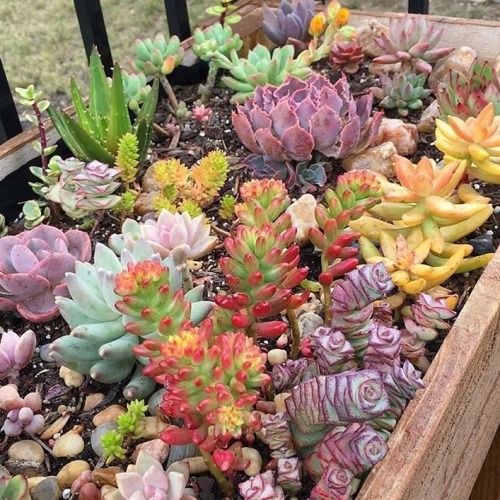 coffeeandshit:Colourful cacti. Apparently there is a flower...