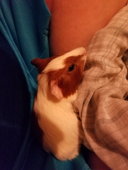 Look at my newest piggy, Mocha!