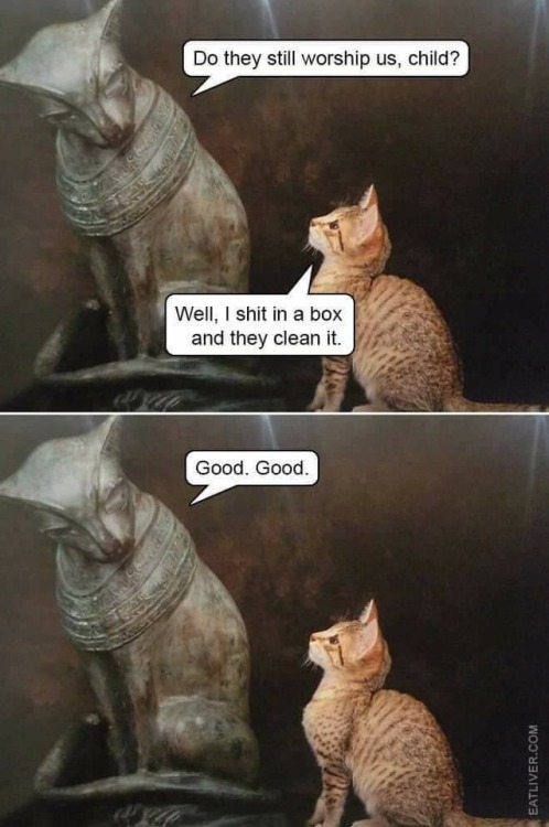 bunnywest