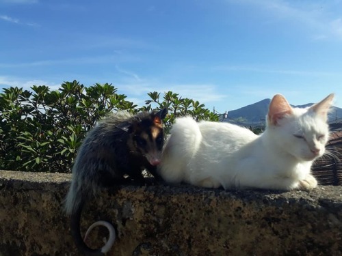 catsbeaversandducks:Baby The Opossum And Diego The CatBest...